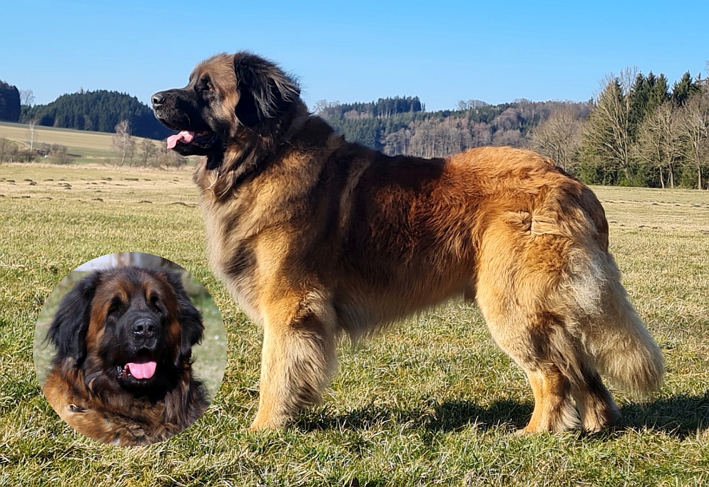 Bonami Leo von der Via Claudia